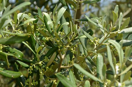 Olea olive oliva