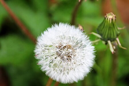 Nature rain flower photo