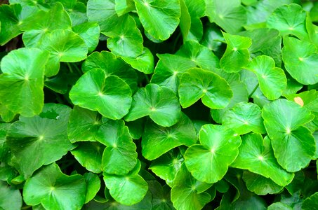 Rise up leaf the herb