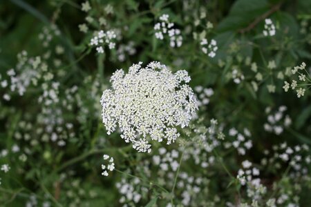 Summer spring white