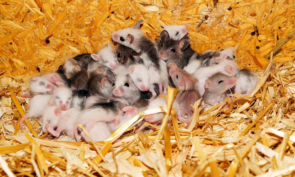 Young animals cute society