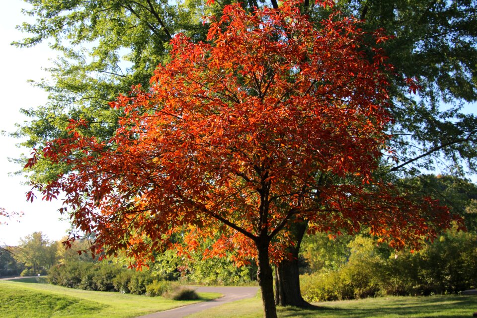 Nature orange
