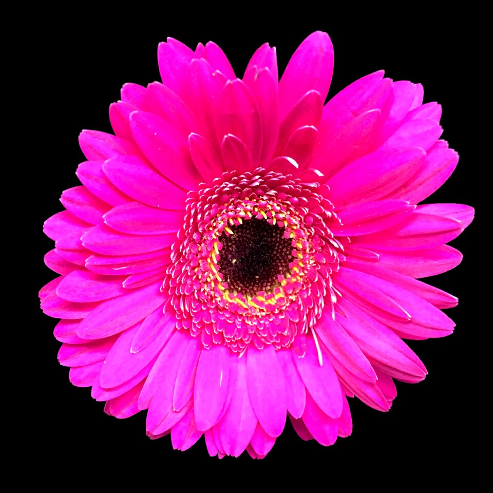 Cerise daisy blossom