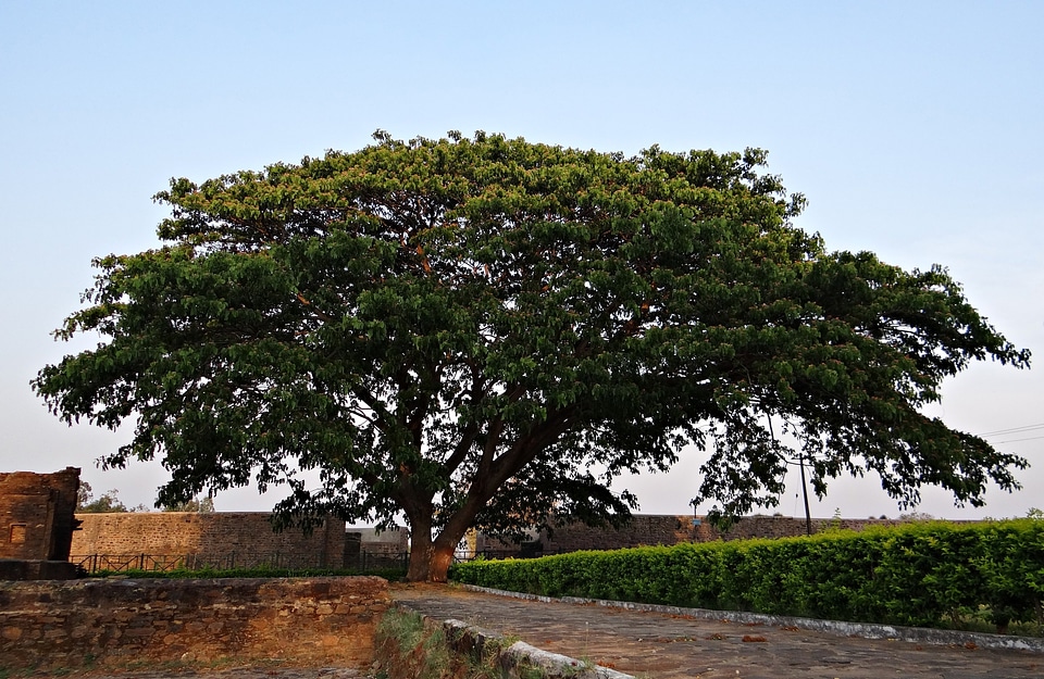 Karnataka india tree