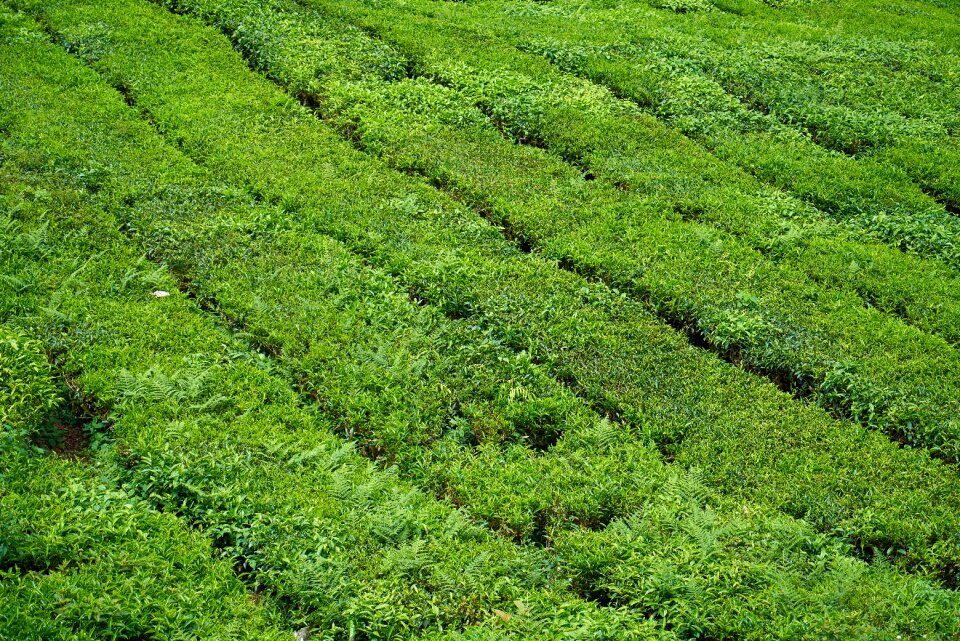 Texture landscape garden