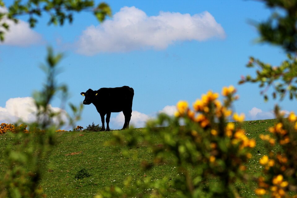 Farmland animal natural