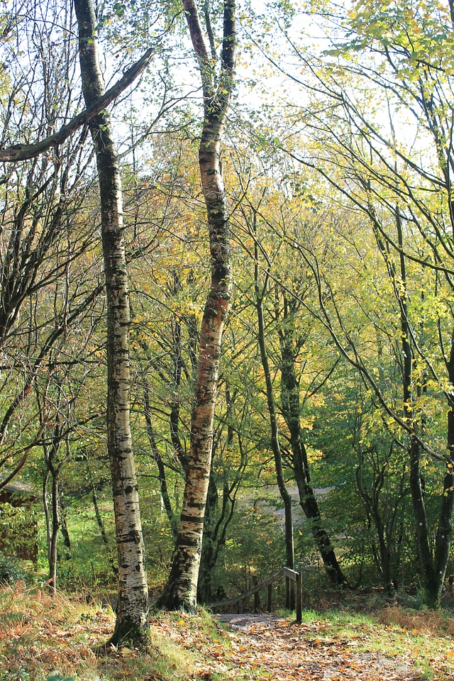 Woods nature branch photo