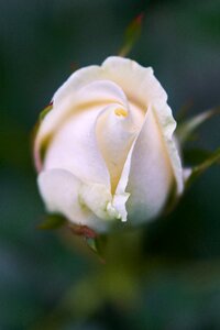 Macro nature beautiful