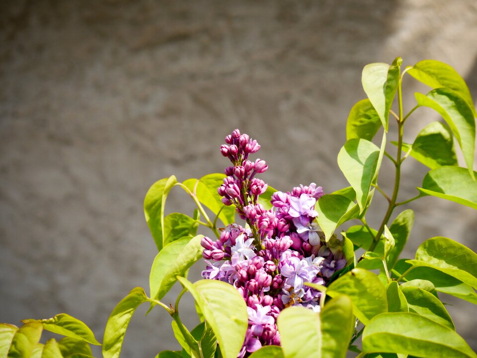 Purple violet plant