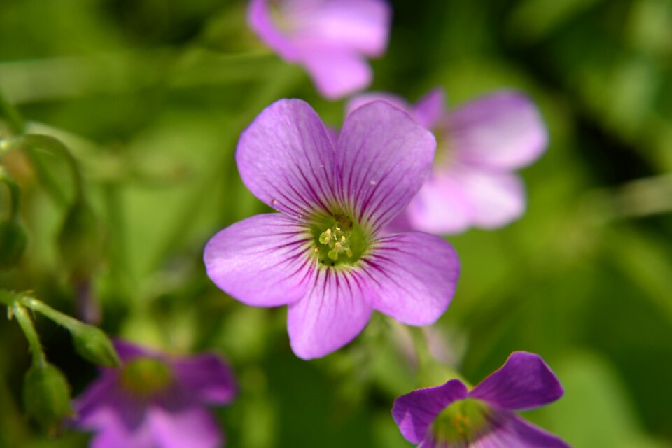 Flowers and plants summer clover