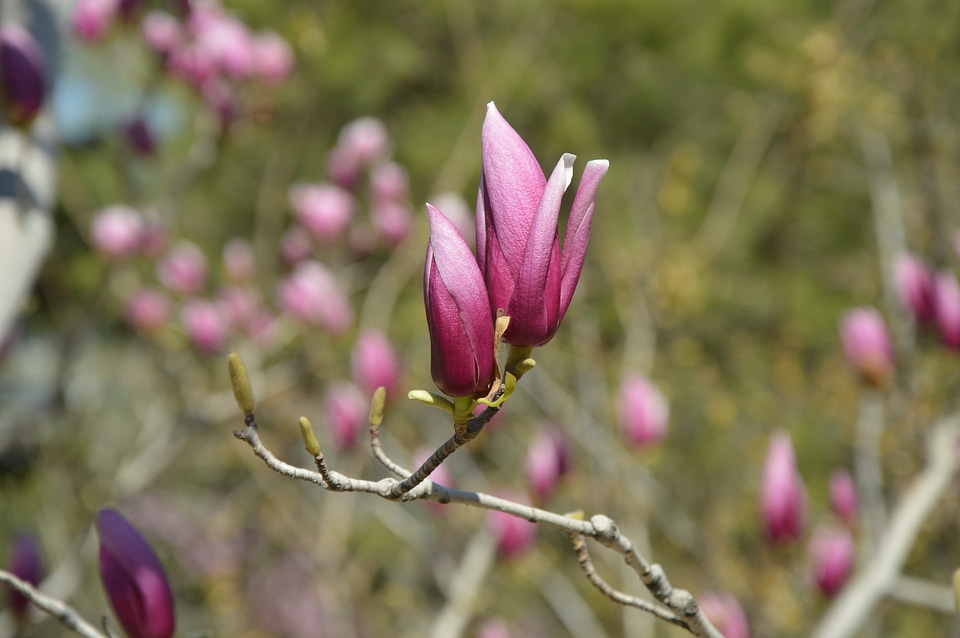 Tree spring blooming