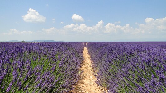 Flowers lavender valensole