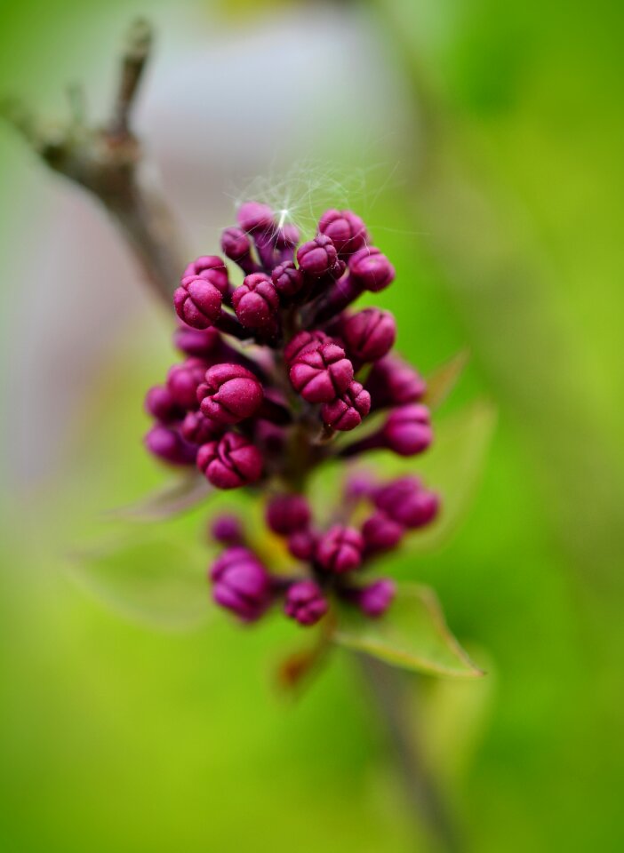 Blossom bloom lilac tree