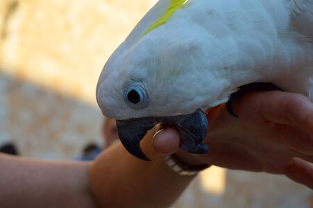 Colorful birds animal photo