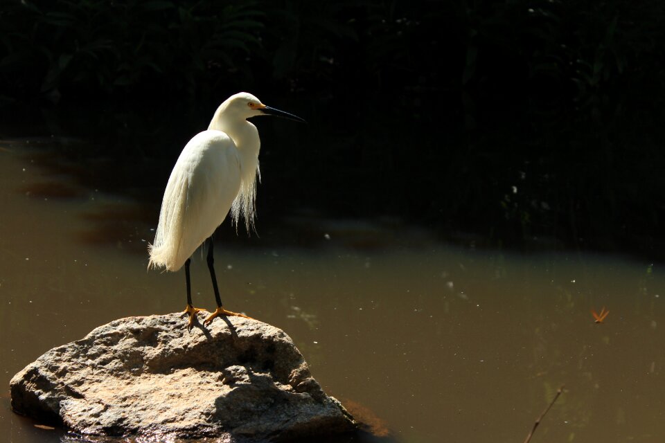 Nature birdie lake photo