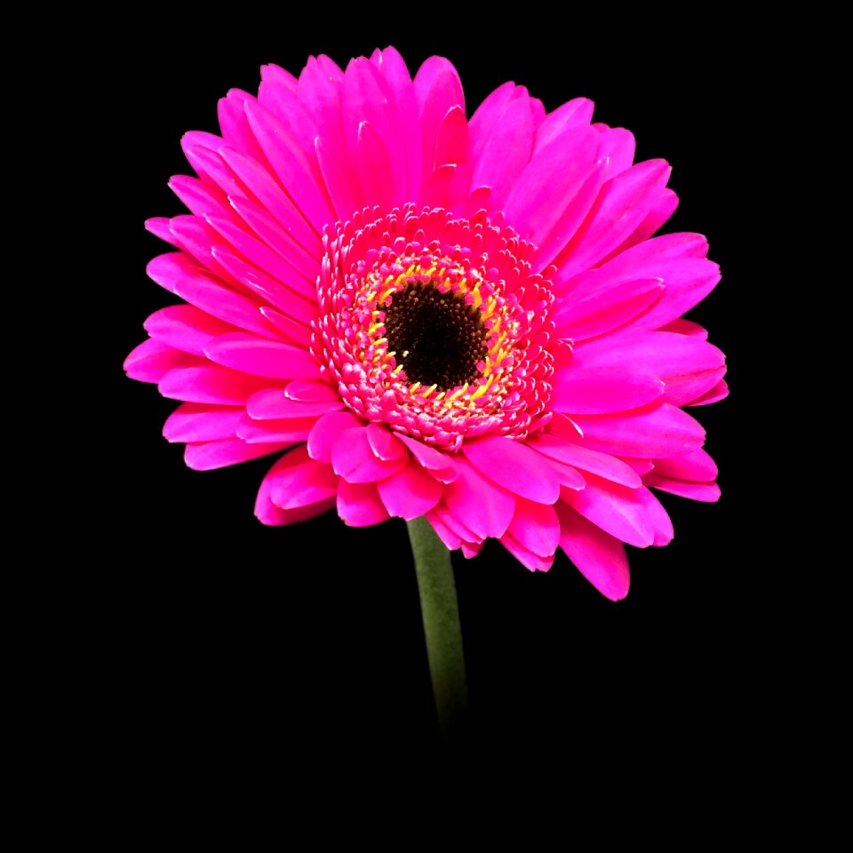 Macro blossom flower
