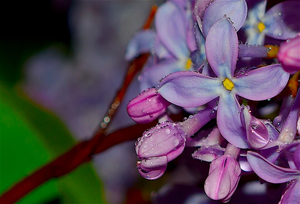 Spring pink nature