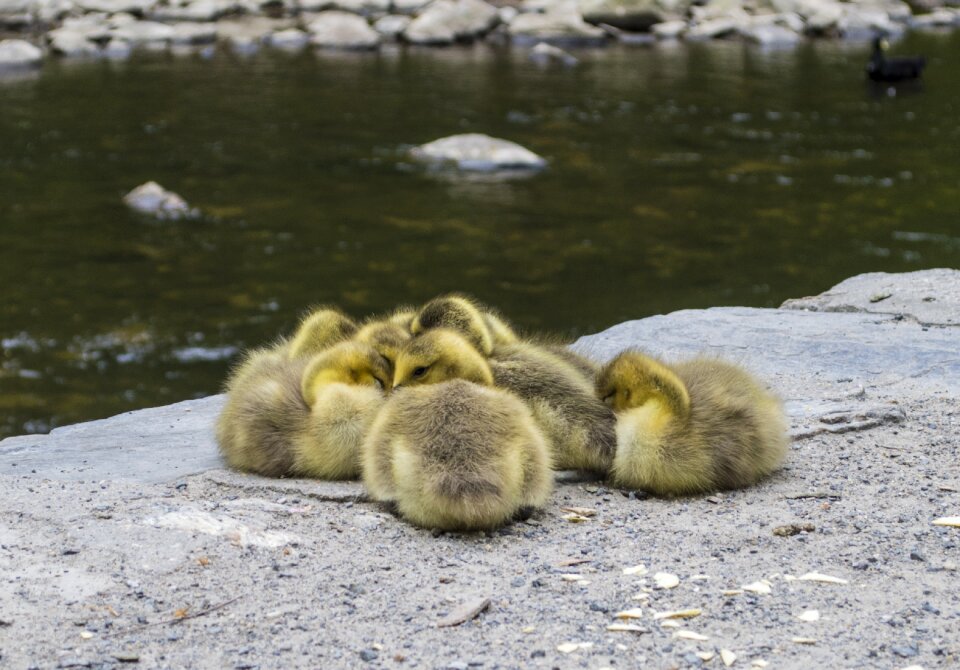 Cute beak animal photo