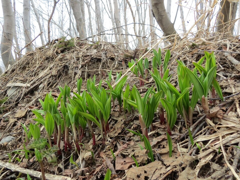 Spring wild plants plant