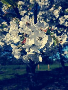 Bouquet flowers spring