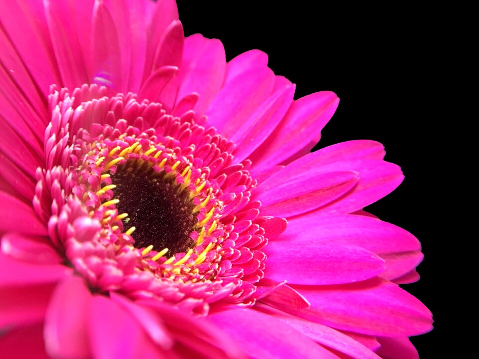 Close up black background blooming
