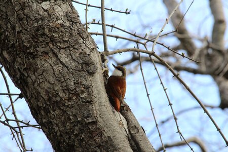 Ave tree fauna