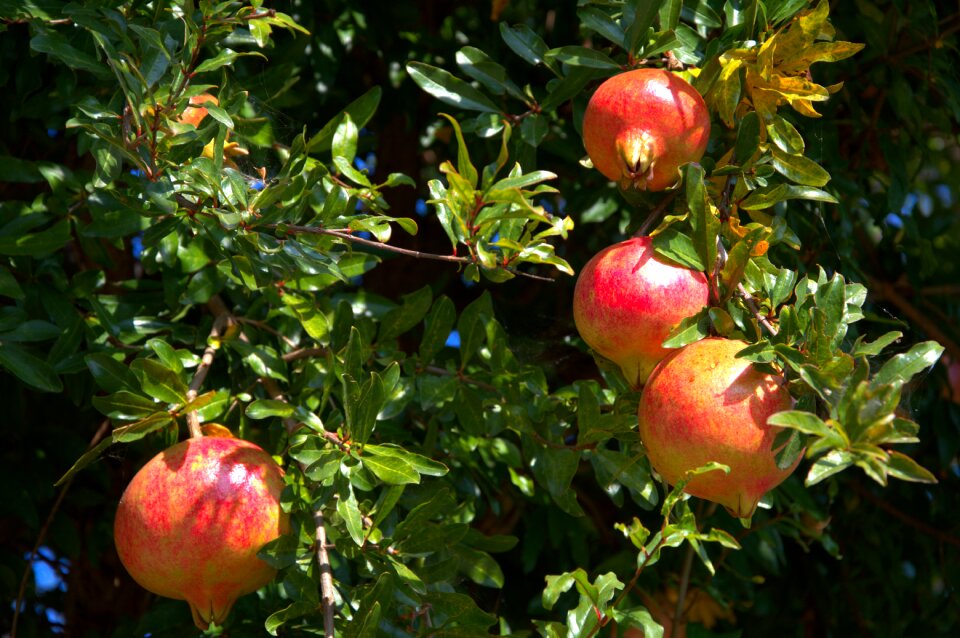 Pomegranate fruit tree