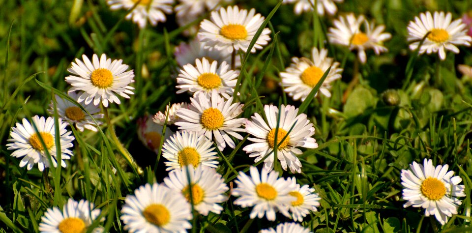 Flowers spring white photo