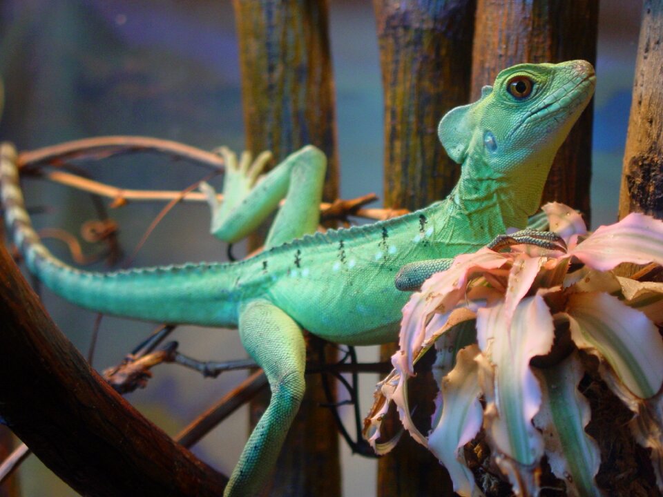 Iguana animals lizard
