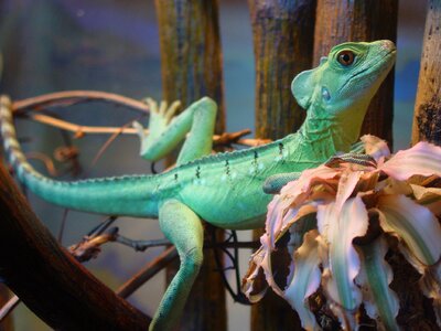 Iguana animals lizard