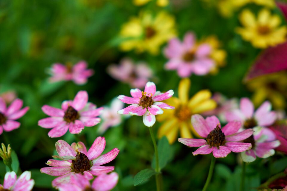 Summer spring macro