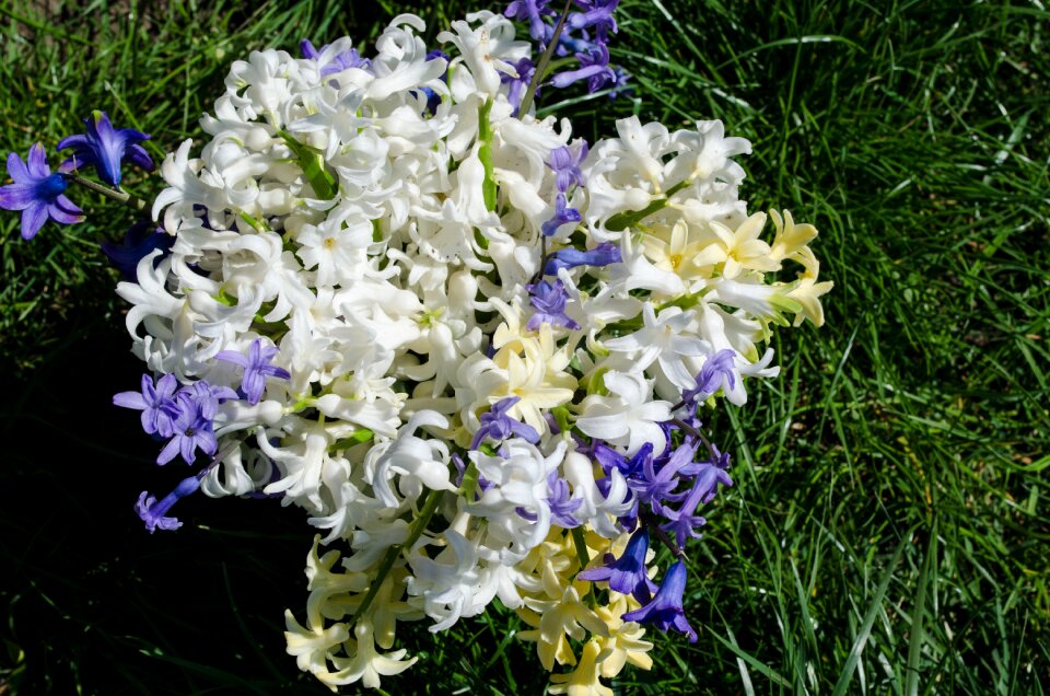 Spring flower floral plant