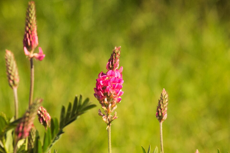 Nature pink flowers spring