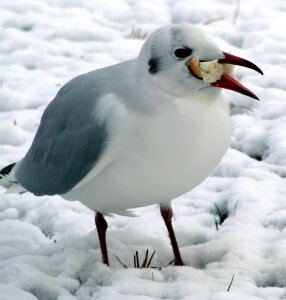 Glutton snow cold