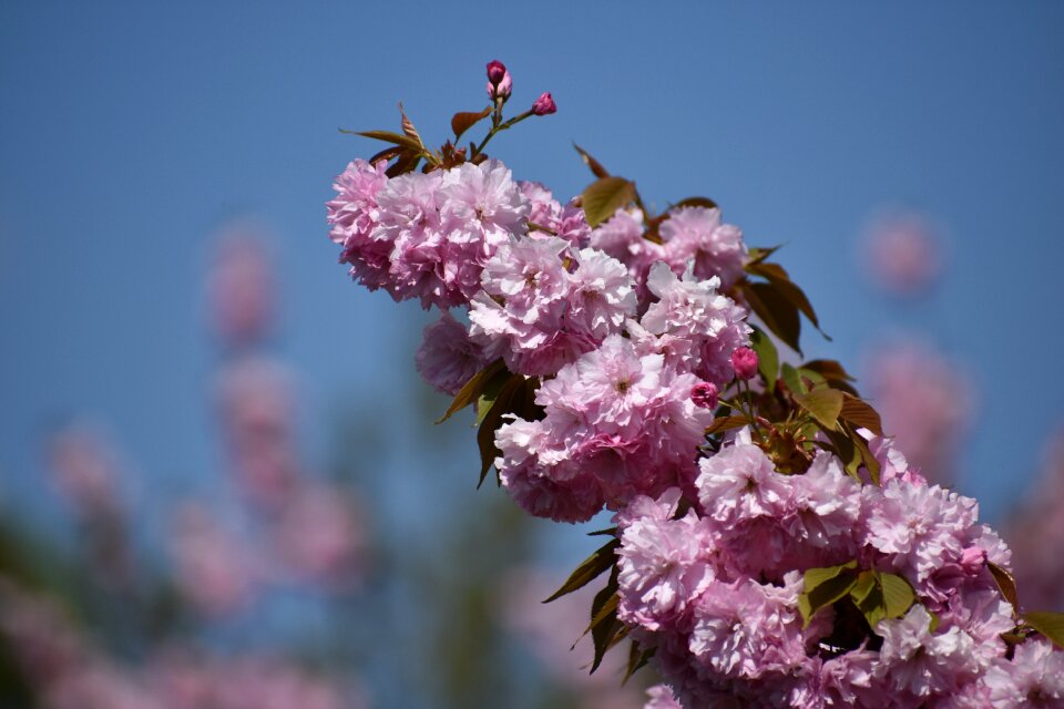 Branch nature blossoming