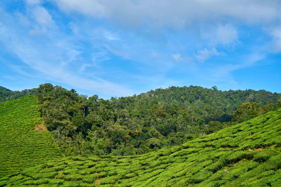 Landscape nature peace