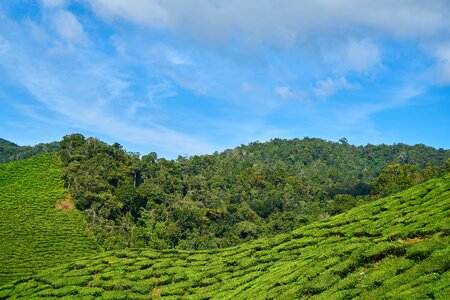 Landscape nature peace