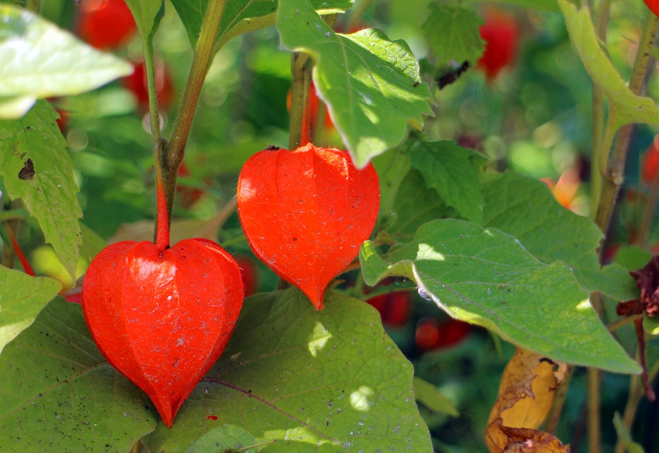 Physalis nachtschattengewächs solanaceae