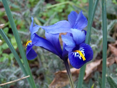 Flowers violet nature photo