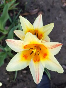 Flowers spring tulips