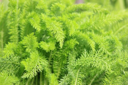 Nature leaf plant