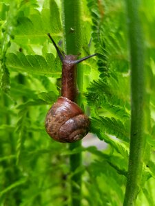 Snail fern spring