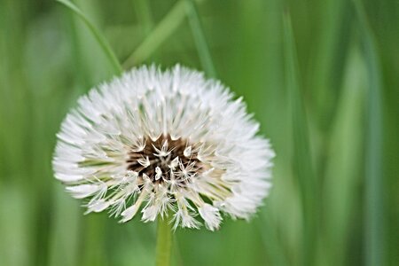 Nature rain flower photo