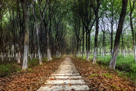 Garden expo forest path