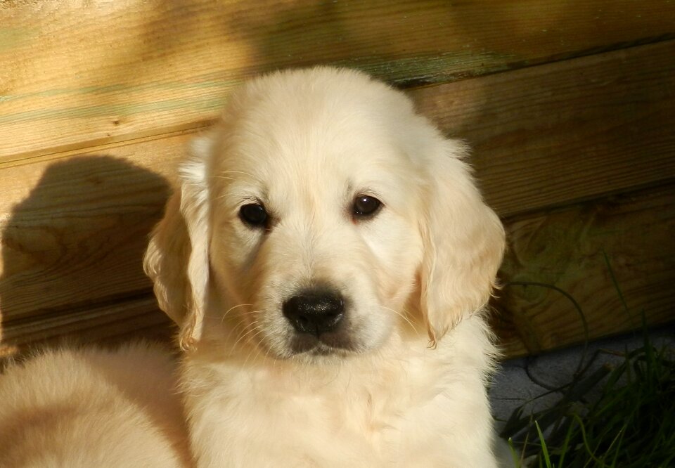 Golden retriever pets snout