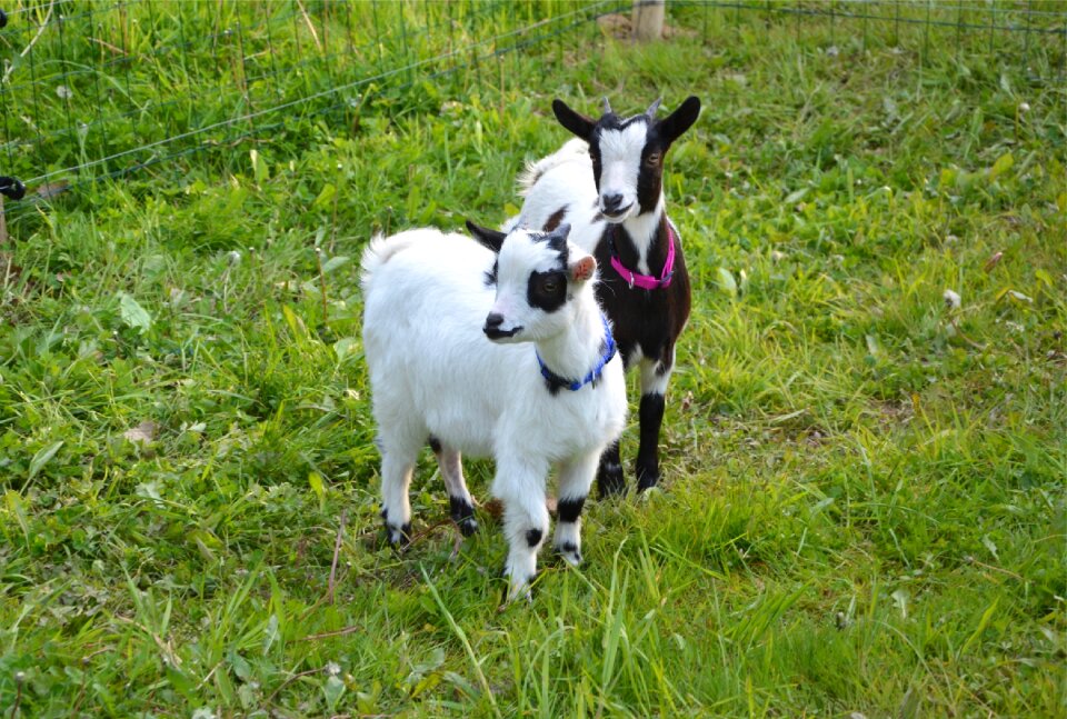 Animal cute goat baby photo