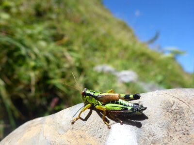 Flight insect young animal grasshopper photo
