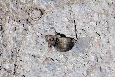 Dead mouse animal nature