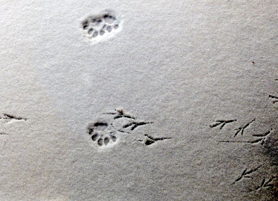 Animal paw bird