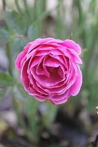 Pink rose blossom bloom photo